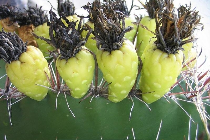 Ferocactus wislizeni