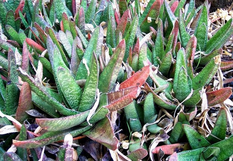 Gasteria acinacifolia