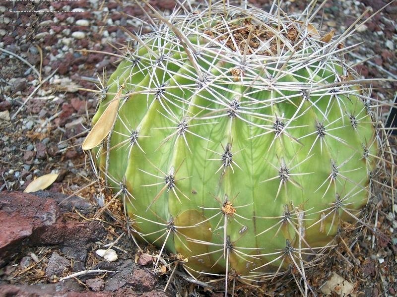 Ferocactus alamosanus