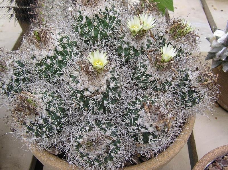 Turbinicarpus pseudomacrochele subsp. krainzianus