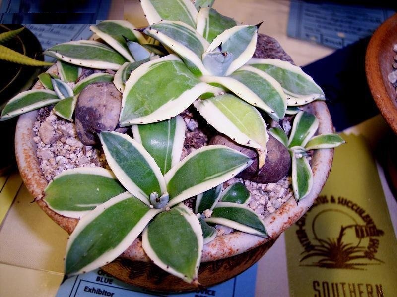 Agave applanata