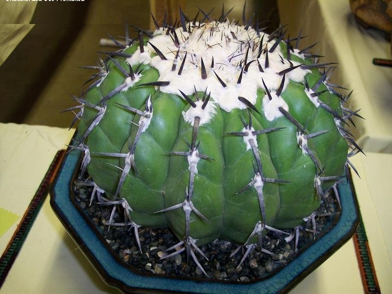 Discocactus placentiformis
