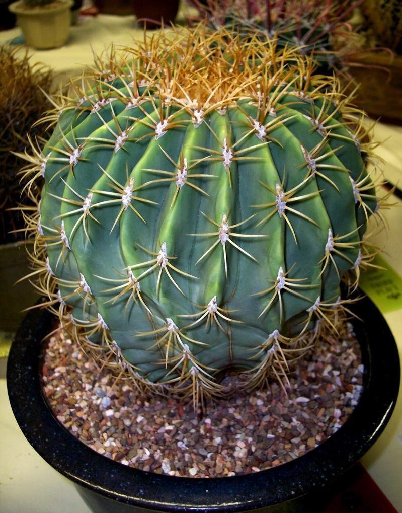 Ferocactus diguetii