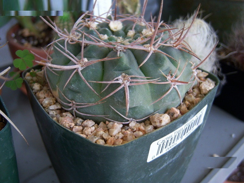Gymnocalycium riojense