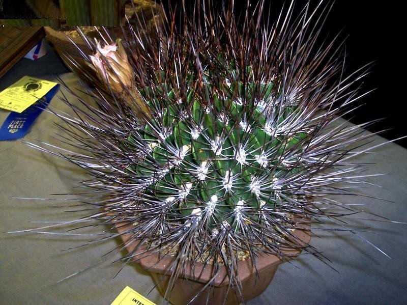 Echinopsis ferox