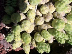 Cumulopuntia pentlandii