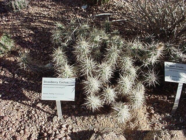 Echinocereus brandegeei