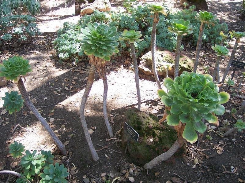 Aeonium simsii x arboreum var. arboreum