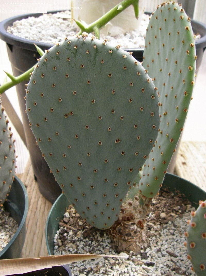 Opuntia basilaris var. albiflorus
