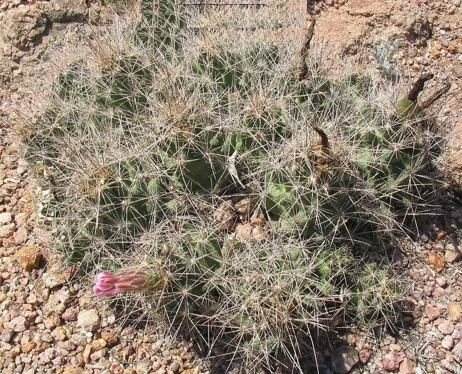 Coryphantha macromeris
