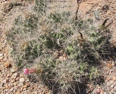 Coryphantha macromeris