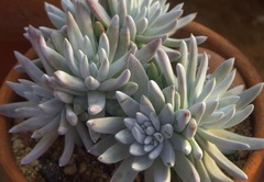 Dudleya gnoma