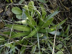 Dudleya lanceolata