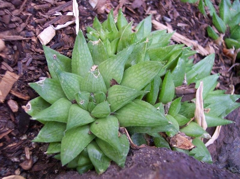 Haworthia cooperi var. pilifera
