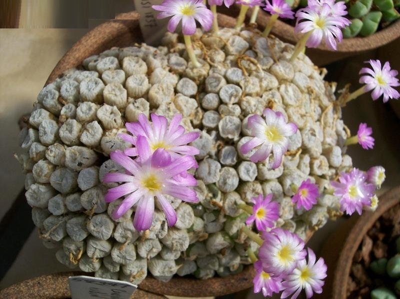 Conophytum ectypum