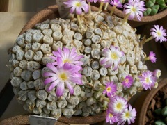 Conophytum ectypum