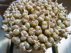 Conophytum lithopsoides