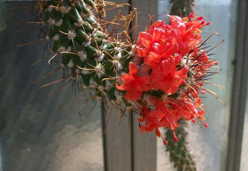 Mammillaria poselgeri