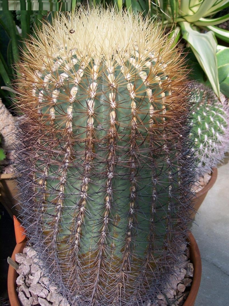 Ferocactus johnstonianus