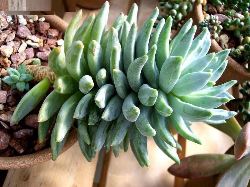 X Pachyveria compactum x craigiana