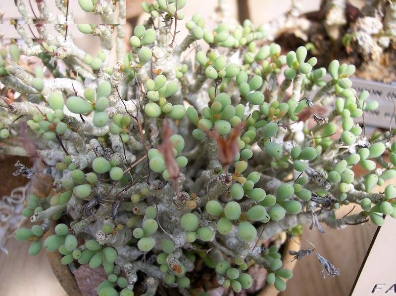 Tylecodon schaeferanus