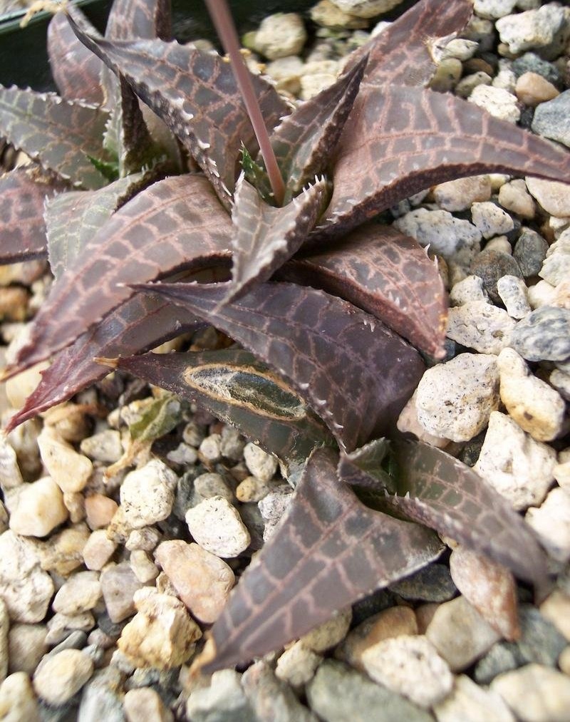Haworthiopsis tessellata