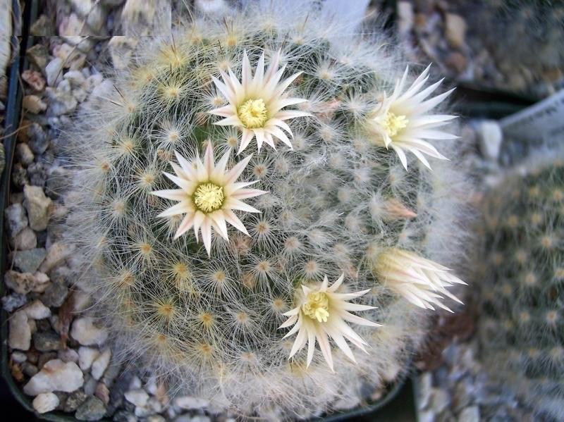Mammillaria albicoma