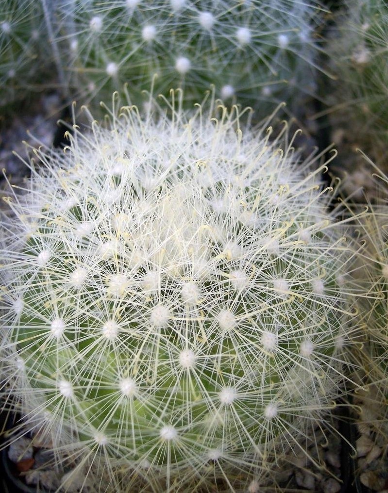 Mammillaria senilis