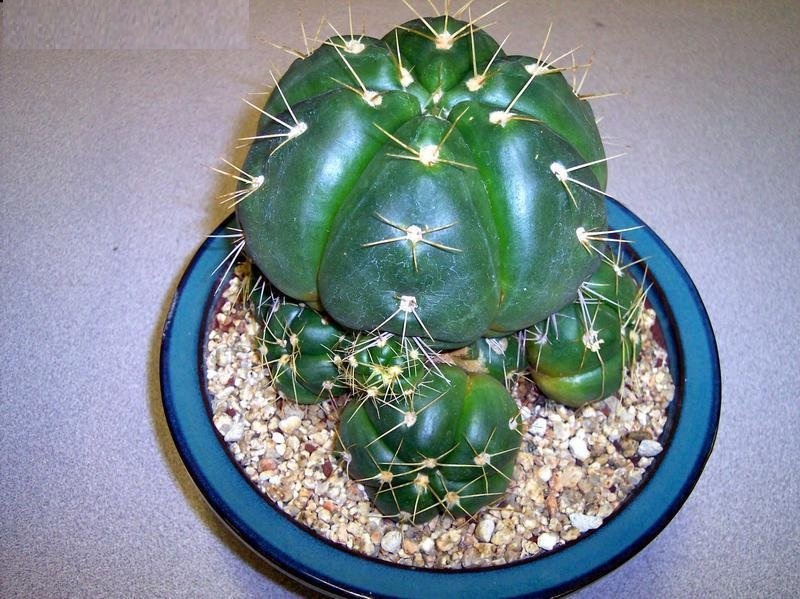 Gymnocalycium horstii