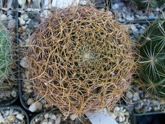 Rebutia arenacea