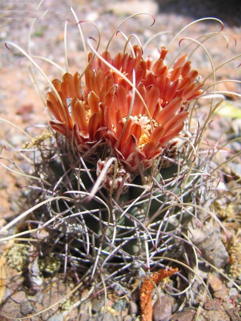 Sclerocactus uncinatus subsp. wrightii