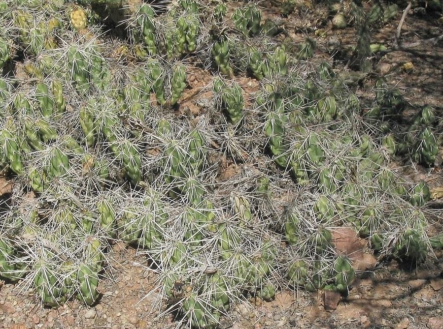 Grusonia aggeria