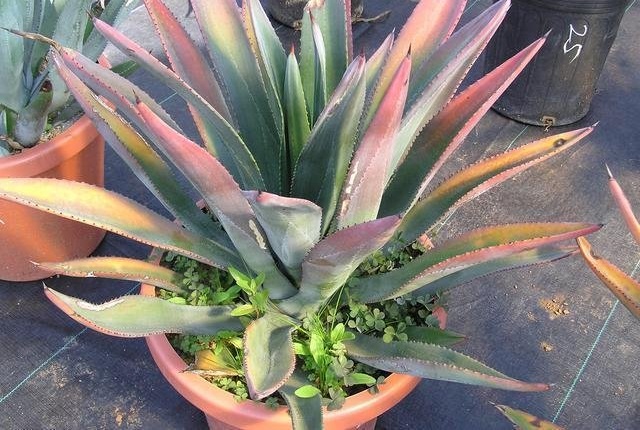 Agave murpheyi