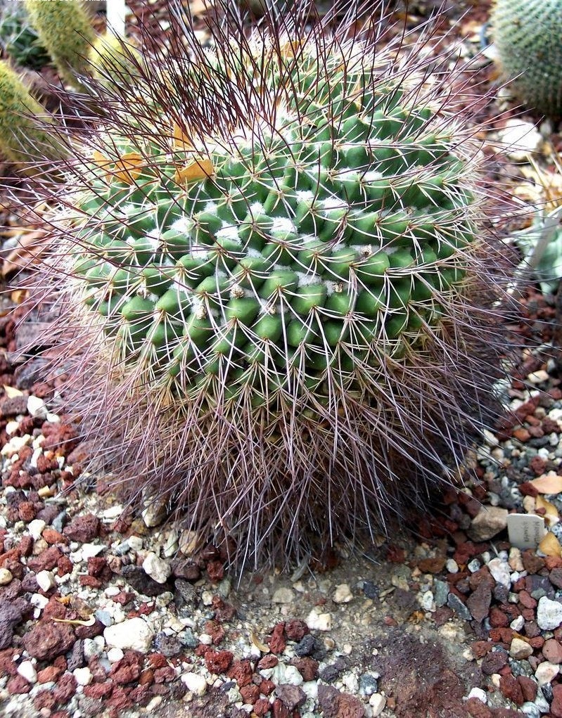 Mammillaria gigantea