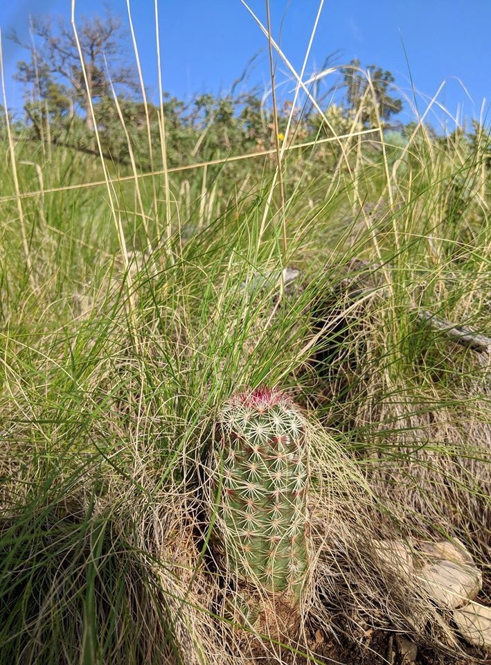 Echinocereus viridiflorus subsp. chloranthus