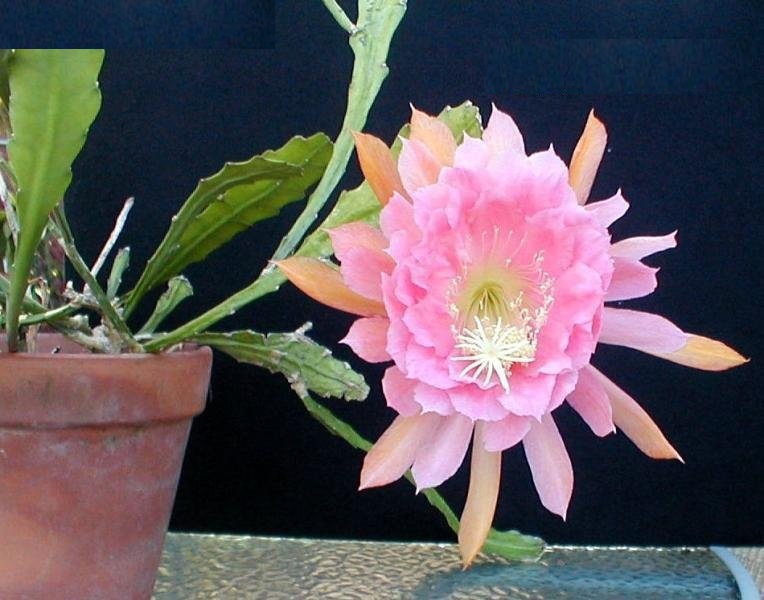 Epiphyllum