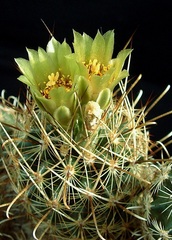Sclerocactus scheeri
