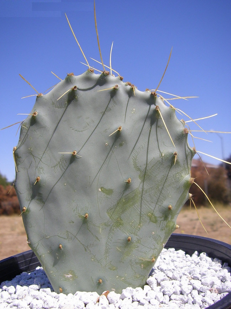 Opuntia chisosensis