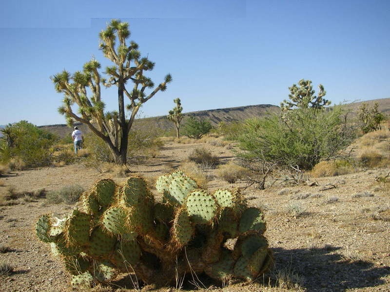 Opuntia × curvispina