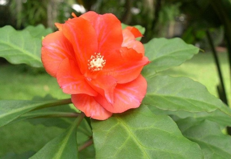 Pereskia bleo