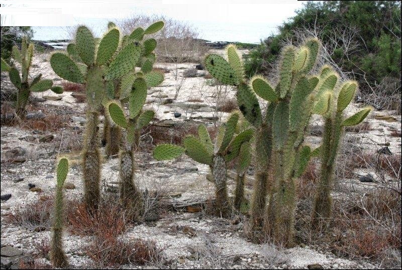 Opuntia galapageia