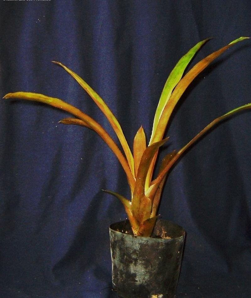 Hohenbergia stellata