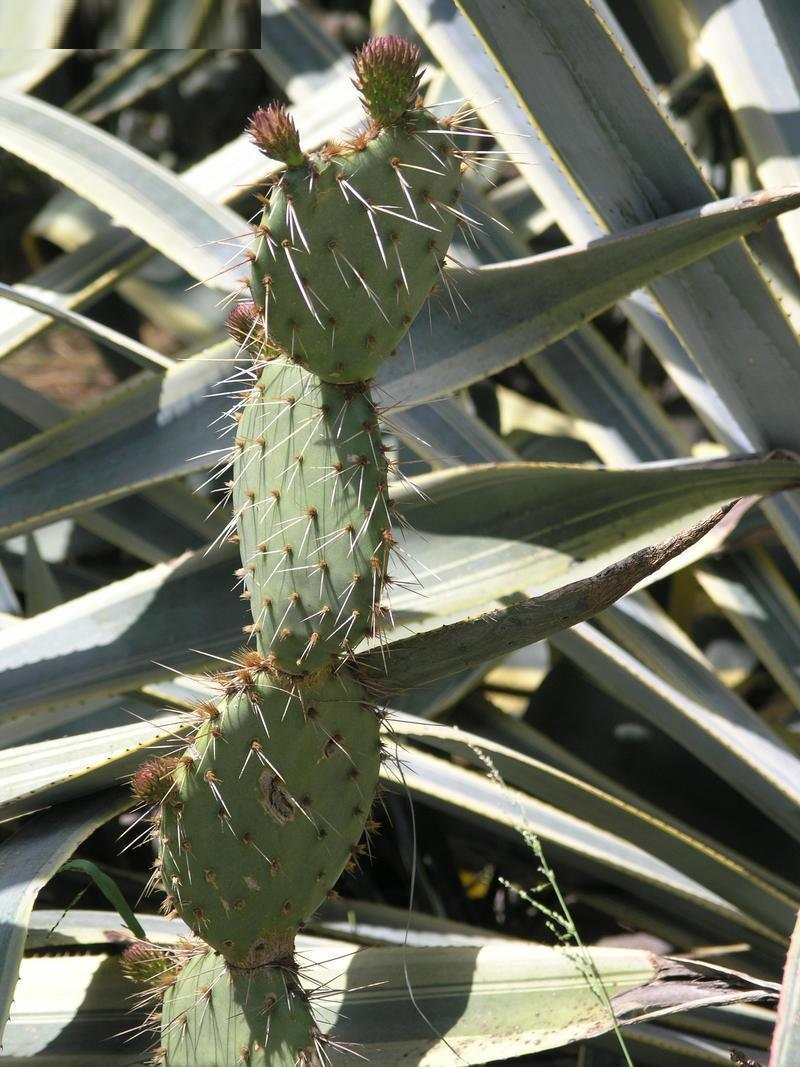 Opuntia littoralis
