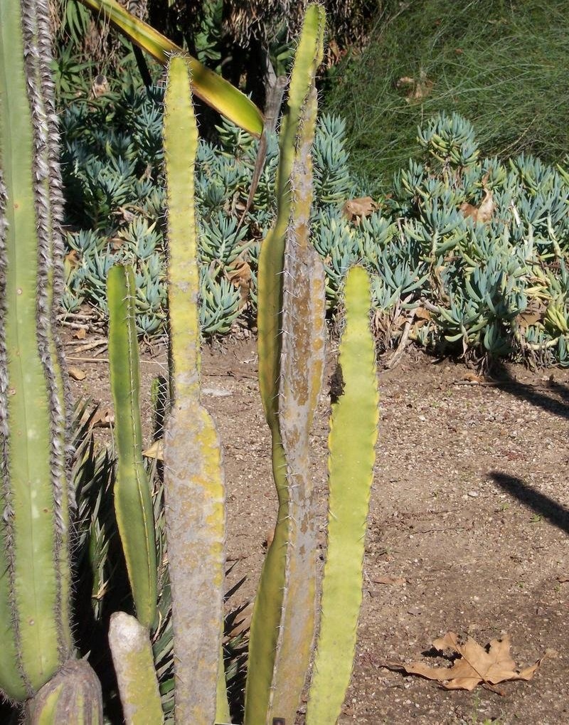 Pachycereus gaumeri