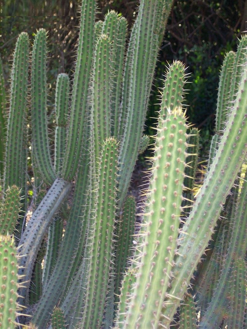 Cleistocactus buchtienii