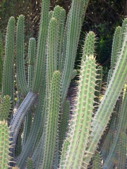 Cleistocactus buchtienii