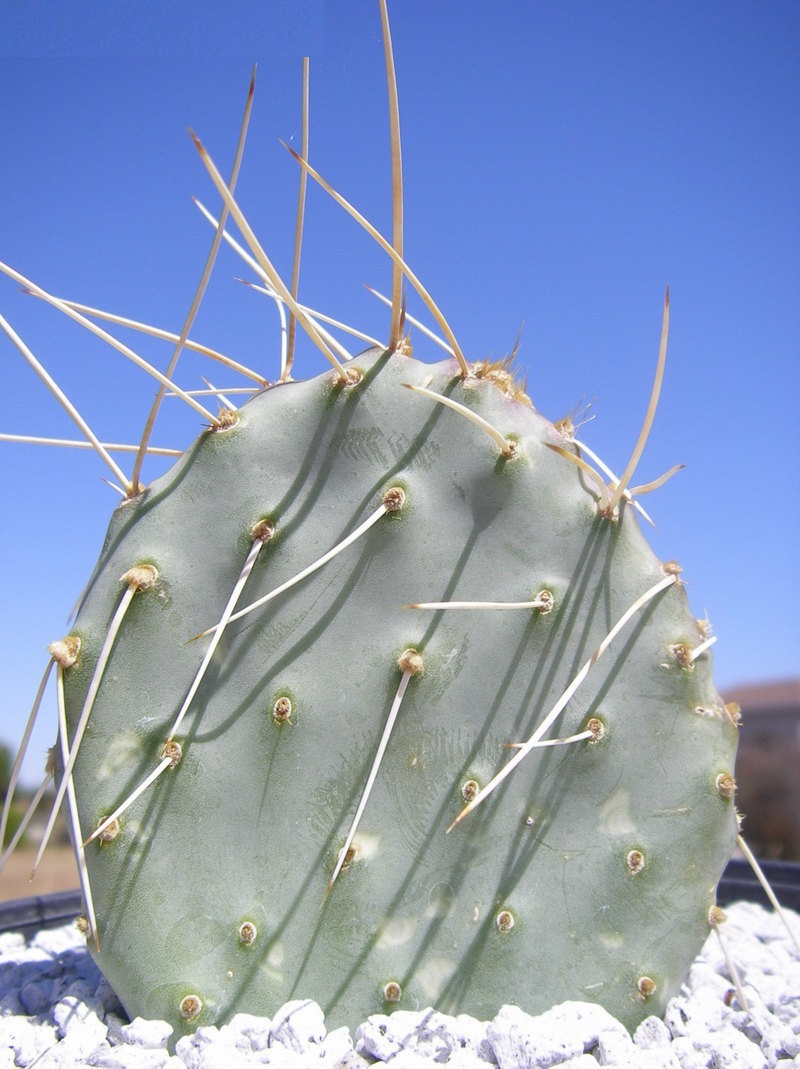 Opuntia pinkavae