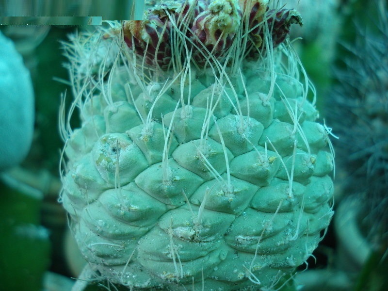 Strombocactus disciformis