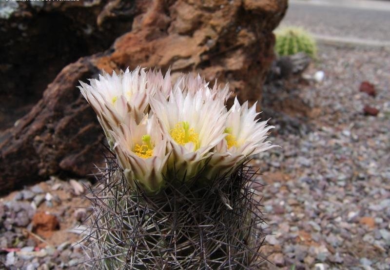 Echinomastus warnockii