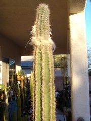 Pilosocereus leucocephalus